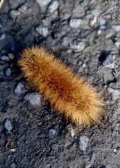 Phragmatobia fuliginosa