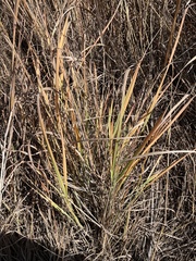 Panicum virgatum