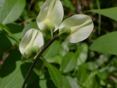 Lathyrus laevigatus occidentalis