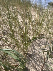 Cenchrus spinifex