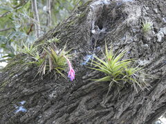 Tillandsia aeranthos