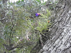 Tillandsia aeranthos