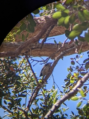 Dryobates nuttallii