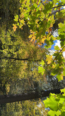 Acer grandidentatum