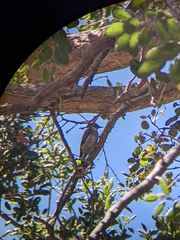 Dryobates nuttallii