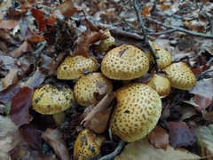 Pholiota jahnii
