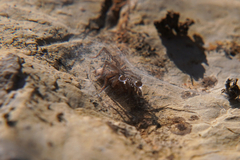 Clubionidae