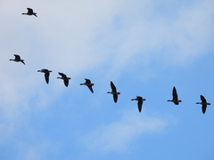 Anser brachyrhynchus