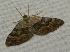 Xanthorhoe quadrifasiata