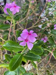 Catharanthus roseus