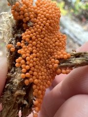 Hemitrichia decipiens