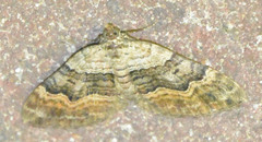 Xanthorhoe quadrifasiata