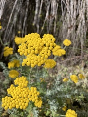 Helichrysum dasyanthum