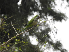 Myiopsitta monachus