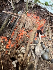 Hemitrichia decipiens