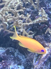 Pseudanthias