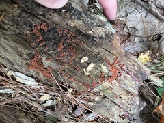 Hemitrichia decipiens