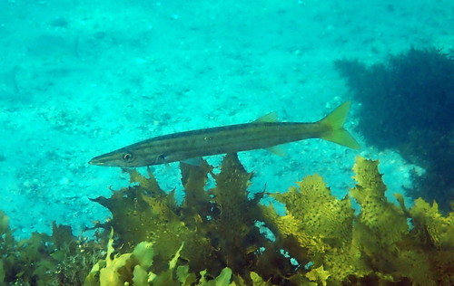 Blunt barracuda (Sphyraena obtusata) — Sphyraenidae