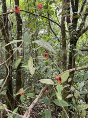 Palicourea tomentosa