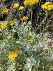 Helichrysum dasyanthum