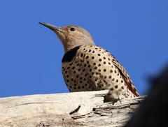 Colaptes auratus luteus × cafer