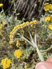 Helichrysum dasyanthum