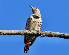 Colaptes auratus cafer