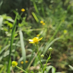 Ranunculus multifidus