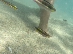 Thalassoma lucasanum