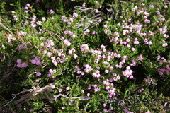 Erica umbellata