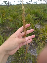 Sorghastrum