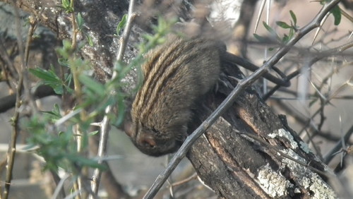 Karoo Four-striped Grass Rat (Rhabdomys intermedius)