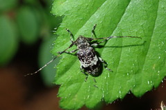 Leiopus femoratus