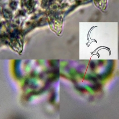 Hexapodibius