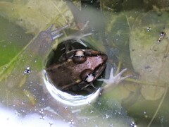 Lithobates brownorum
