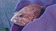 Cephalopholis cruentata