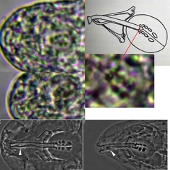 Hexapodibius