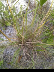 Sorghastrum