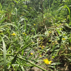 Ranunculus multifidus