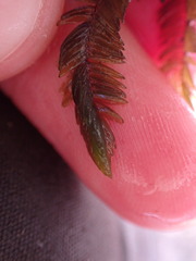 Fontinalis antipyretica