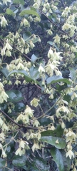 Clematis forsteri