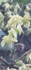 Clematis forsteri