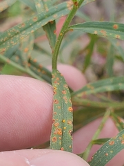 Coleosporium solidaginis