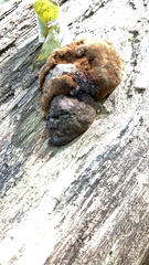 Daldinia concentrica