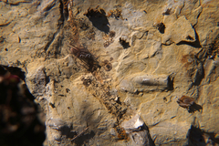 Clubionidae
