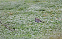 Geospizopsis unicolor