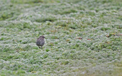 Geospizopsis unicolor