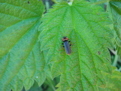 Cantharis fusca