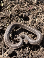 Tropidoclonion lineatum