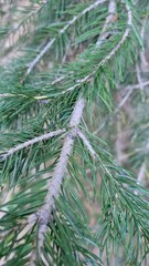 Pseudotsuga